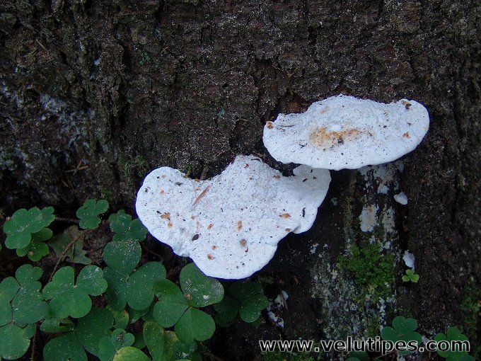 Postia stiptica