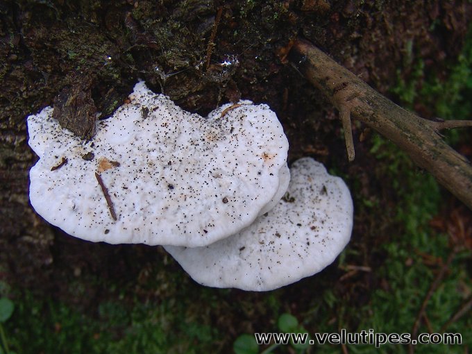 Postia stiptica