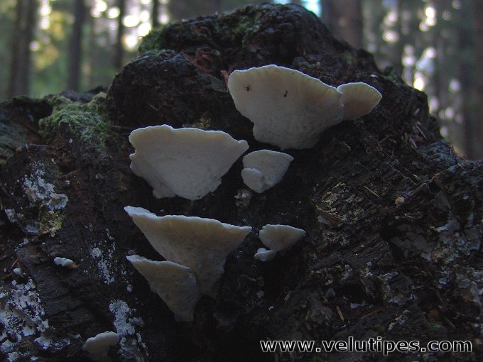 Postia stiptica