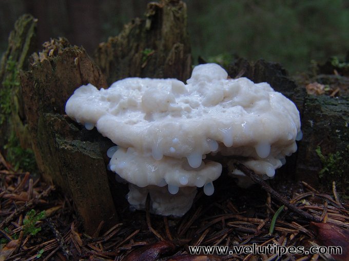 Postia stiptica