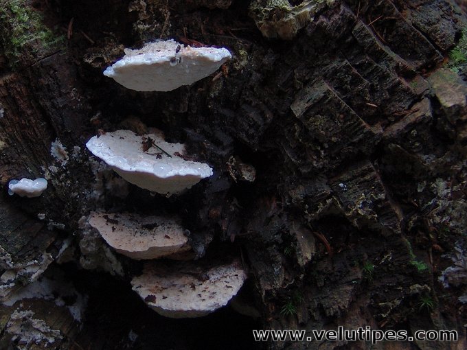 Postia stiptica