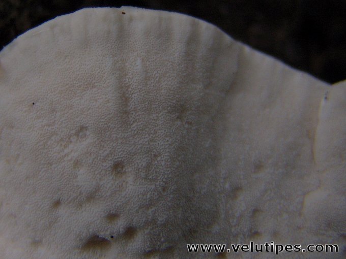 Postia stiptica