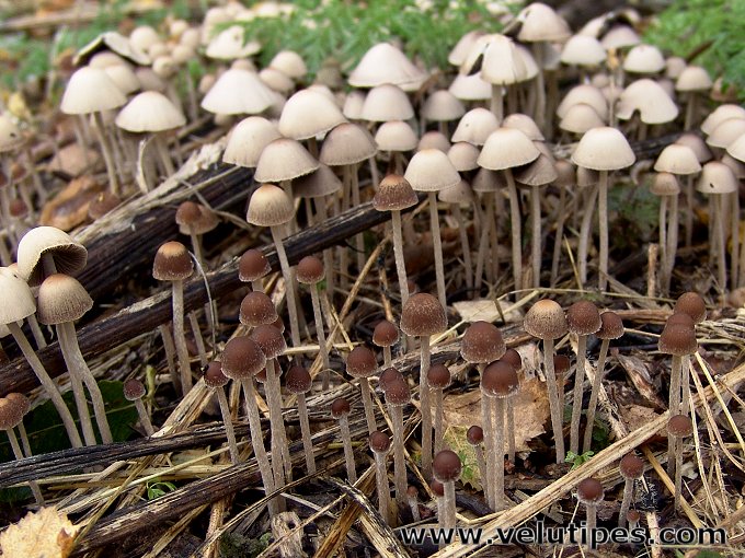 Psathyrella corrugis