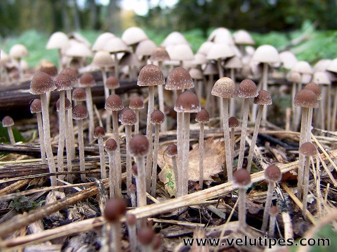 Psathyrella corrugis