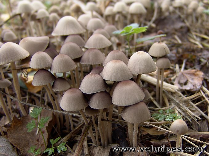 Psathyrella corrugis