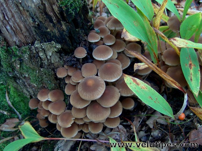  Psathyrella piluliformis 