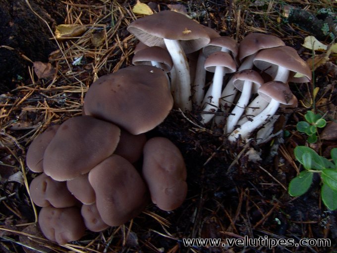  Psathyrella piluliformis 