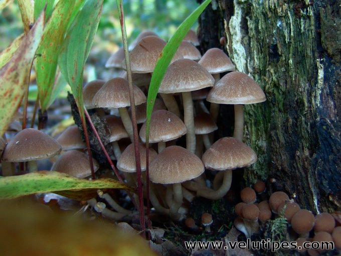 Psathyrella piluliformis