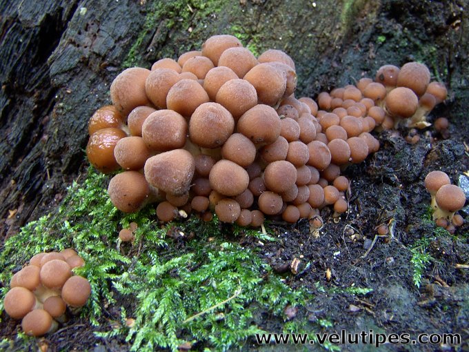 Psathyrella piluliformis