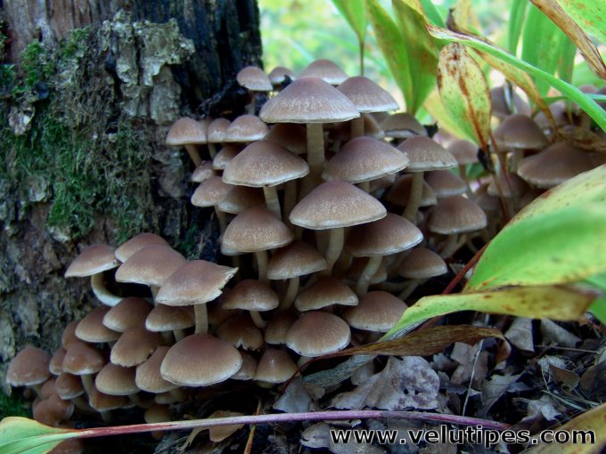 Psathyrella piluliformis
