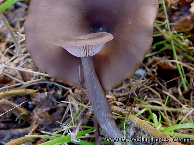Pseudoclitocybe cyathiformis
