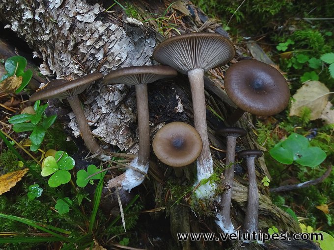 Pseudoclitocybe cyathiformis