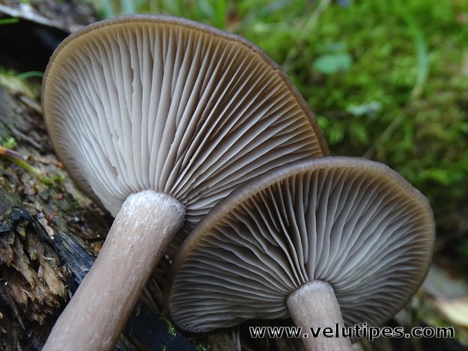Pseudoclitocybe cyathiformis