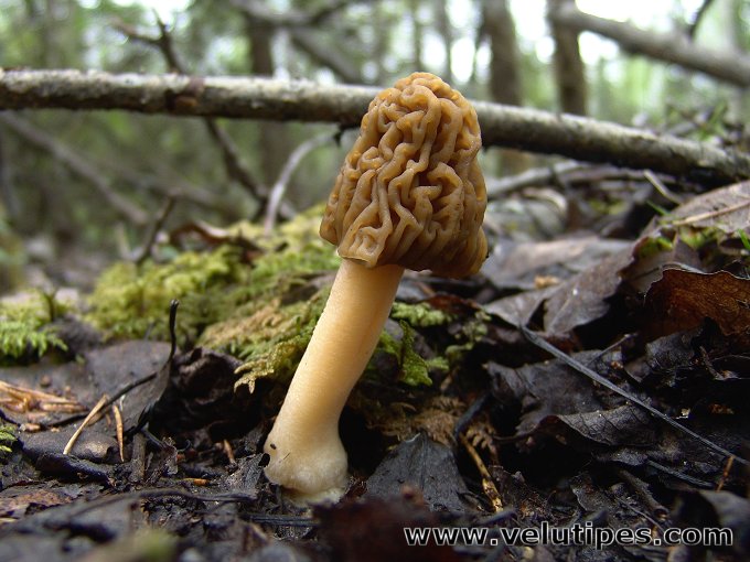 Ptychoverpa bohemica