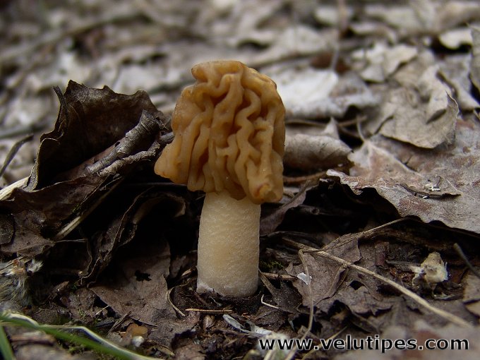 Ptychoverpa bohemica