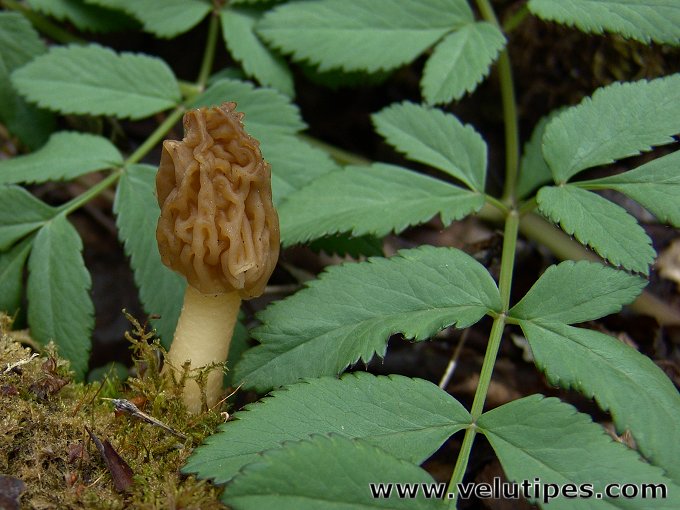 Ptychoverpa bohemica