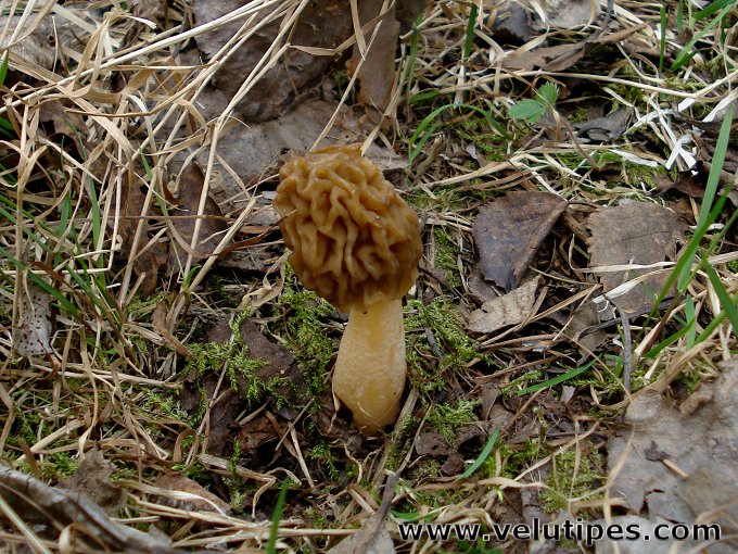 Ptychoverpa bohemica