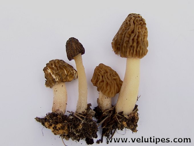 Ptychoverpa bohemica