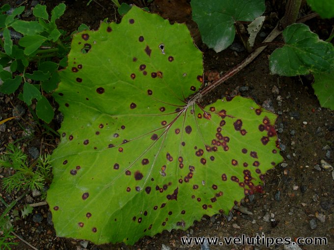  Puccinia poarum 