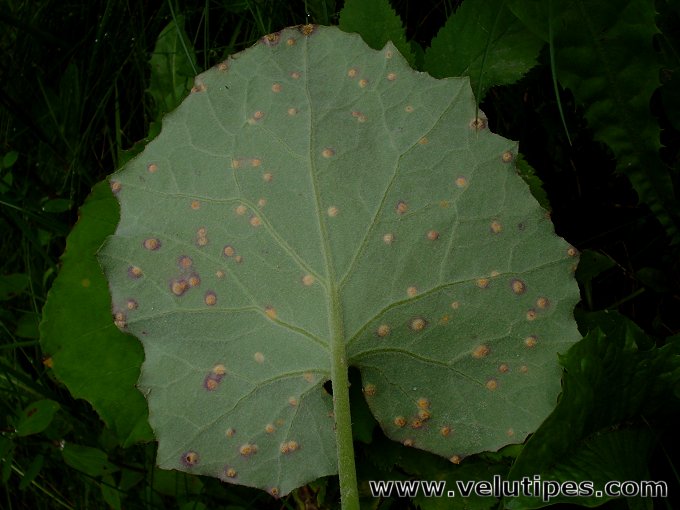  Puccinia poarum 