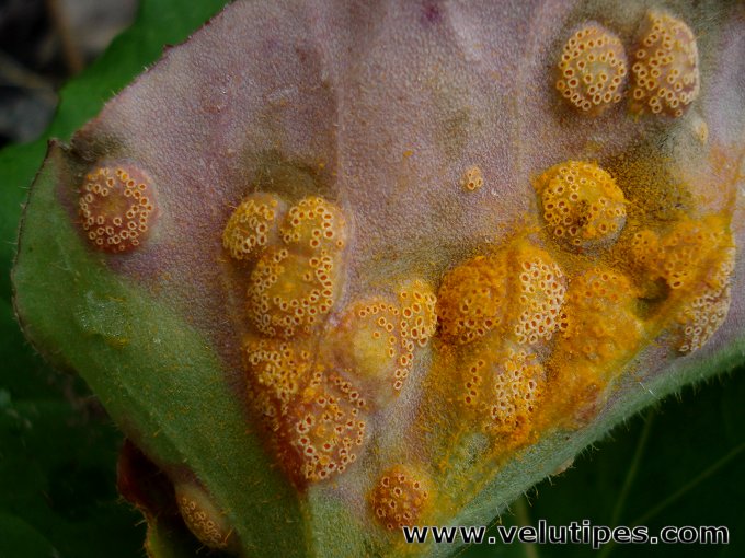  Puccinia poarum 