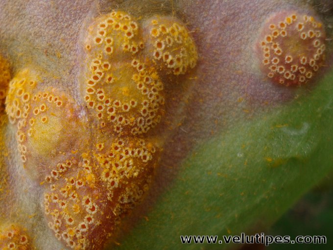  Puccinia poarum 