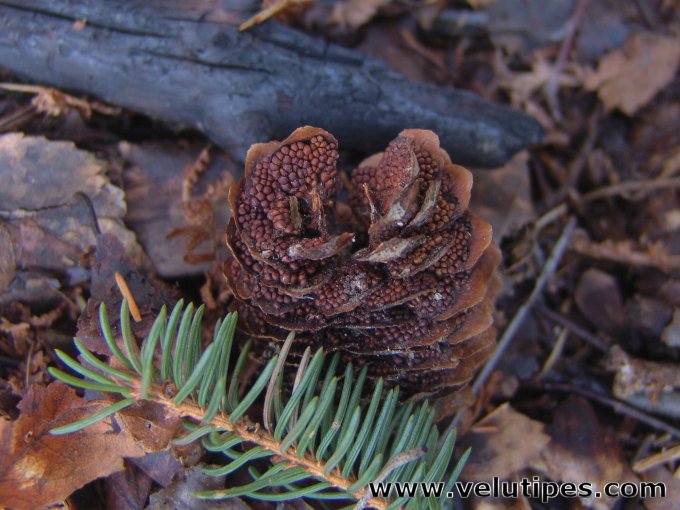 Pucciniastrum areolatum