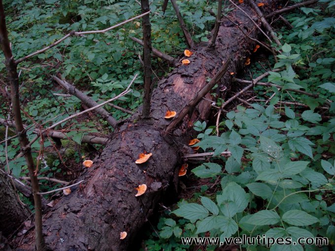 Pycnoporellus fulgens