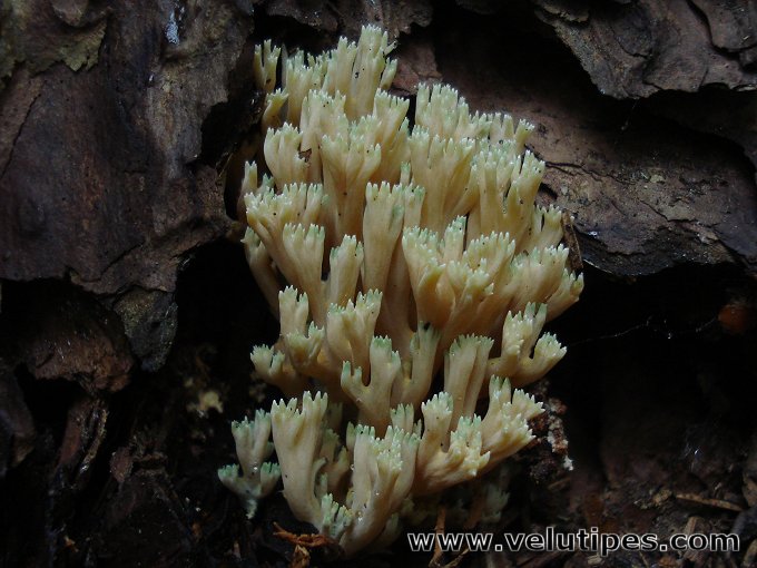Ramaria apiculata