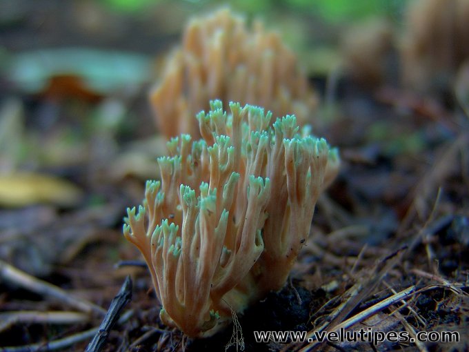 Ramaria apiculata