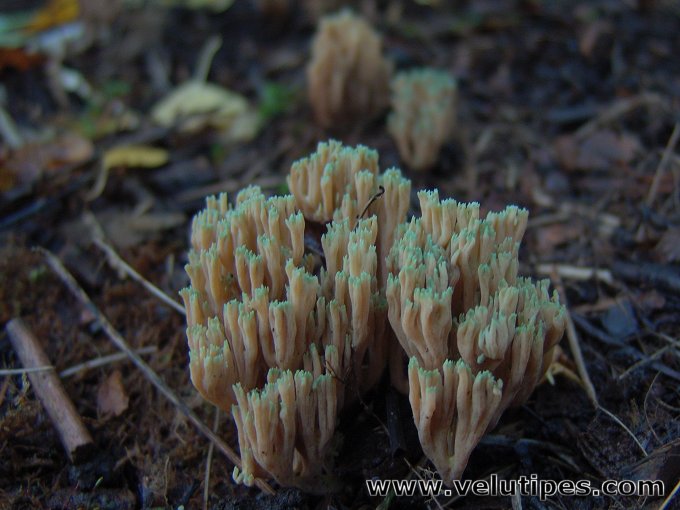 Ramaria apiculata