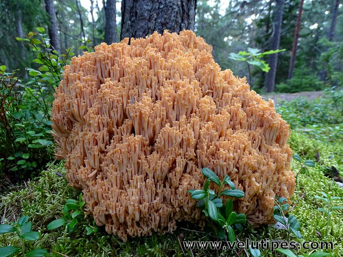 Ramaria boreimaxima