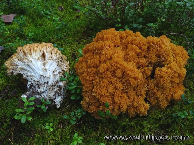 Ramaria boreimaxima