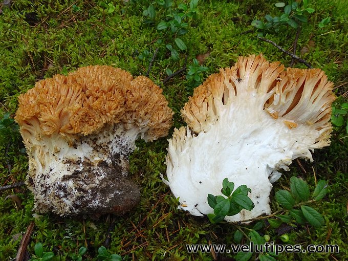 Ramaria boreimaxima