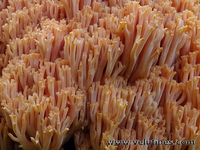 Ramaria boreimaxima