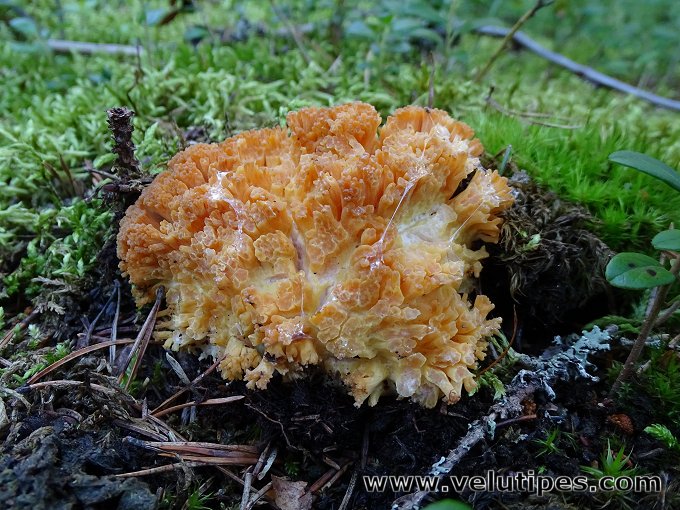 Ramaria boreimaxima