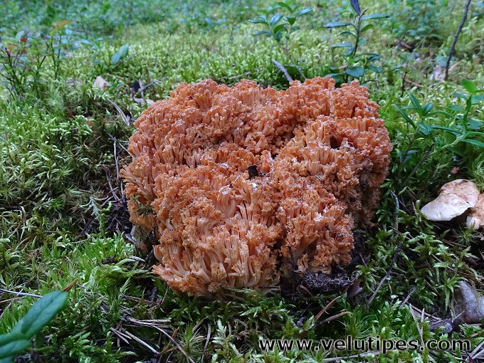 Ramaria boreimaxima