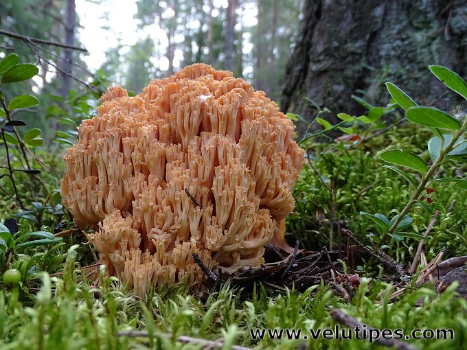 Ramaria boreimaxima