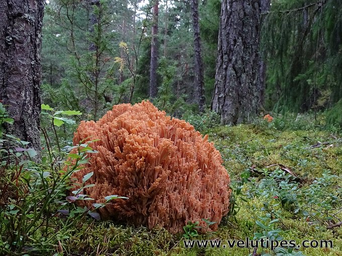 Ramaria boreimaxima