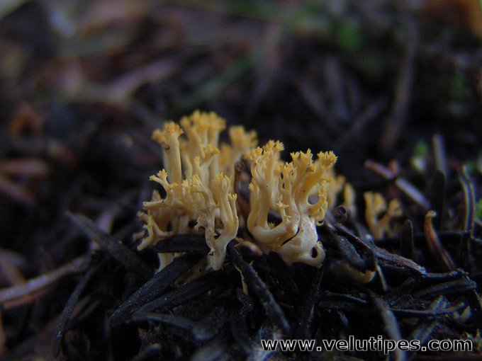 Ramaria corrugata