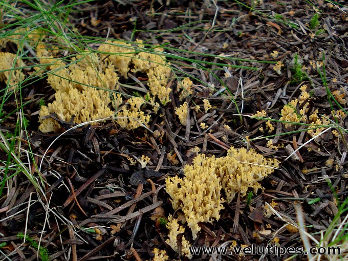 Ramaria corrugata