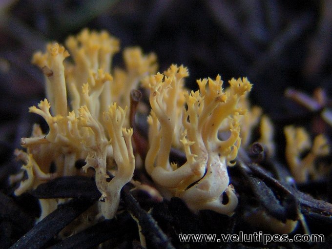 Ramaria corrugata