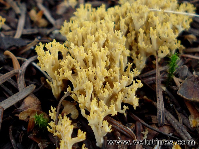 Ramaria corrugata