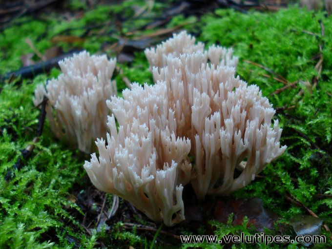  Ramaria gracilis 