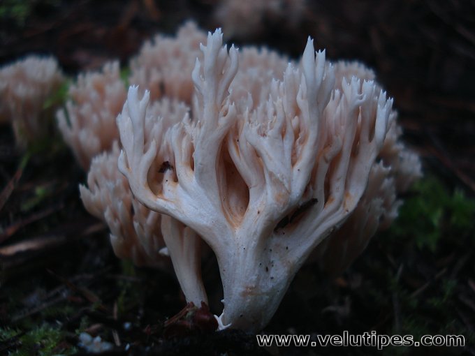  Ramaria gracilis 
