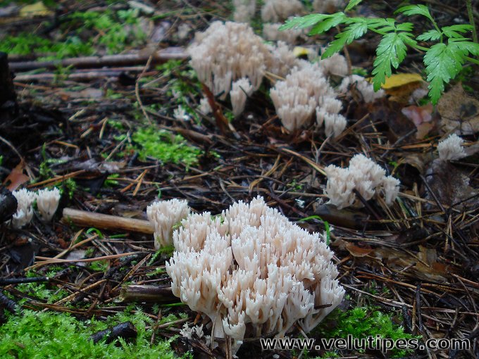  Ramaria gracilis 