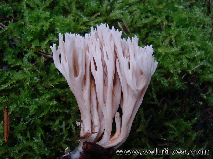  Ramaria gracilis 