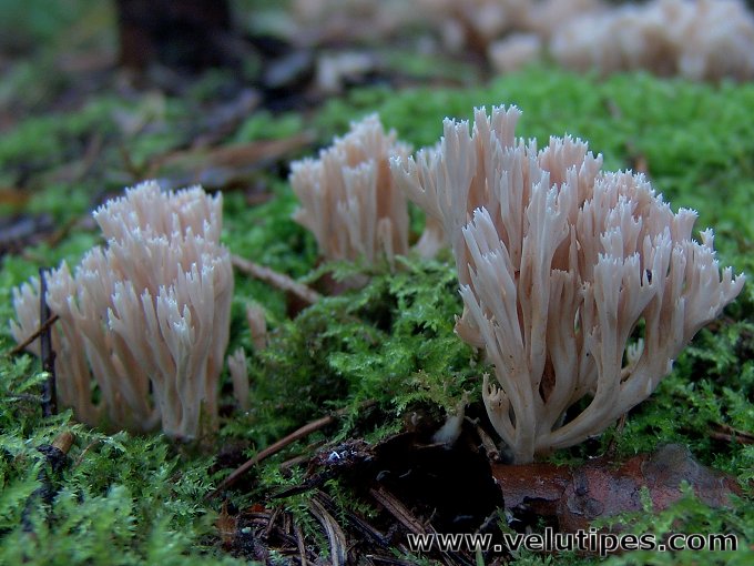  Ramaria gracilis 