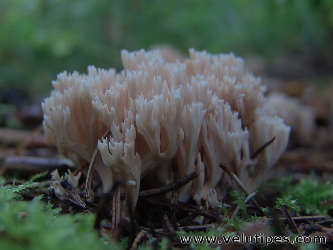  Ramaria gracilis 