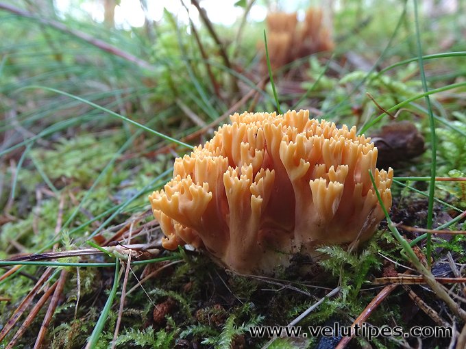 Ramaria testaceoflava